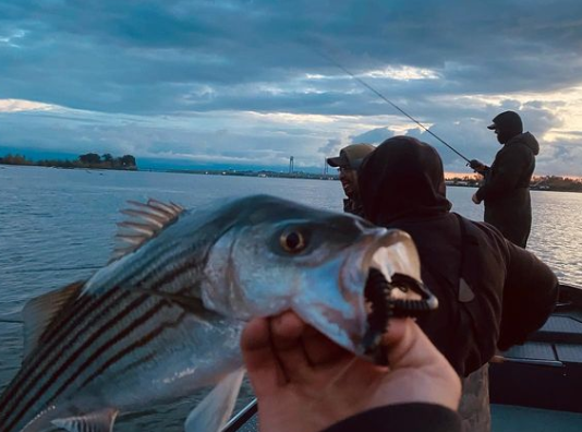 Sacramento River fishing Guide Ryan Tripp